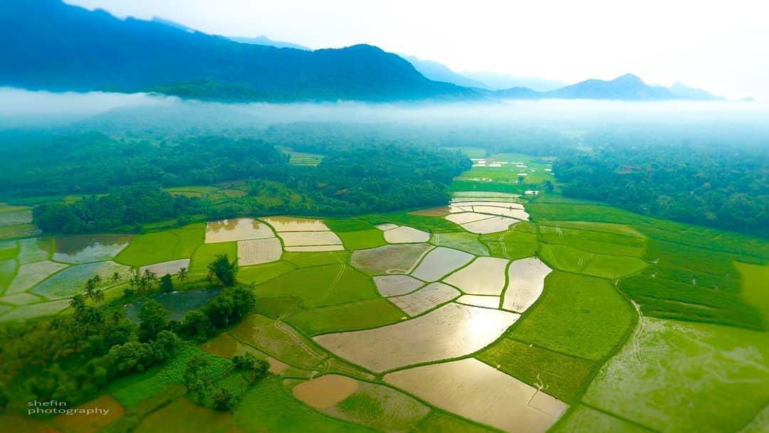 Pallaroad Paddy View